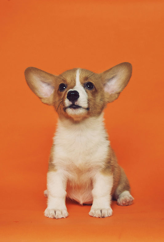 Pets & Animal Companions